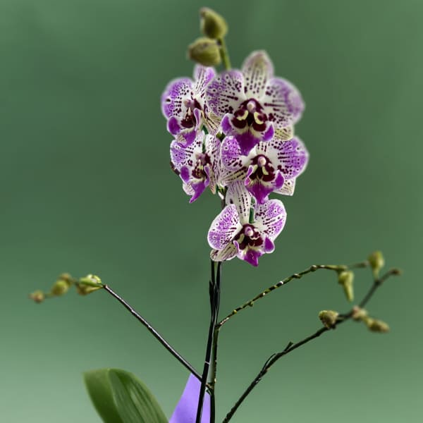 SOLD OUT | Mini-Orchid Plant