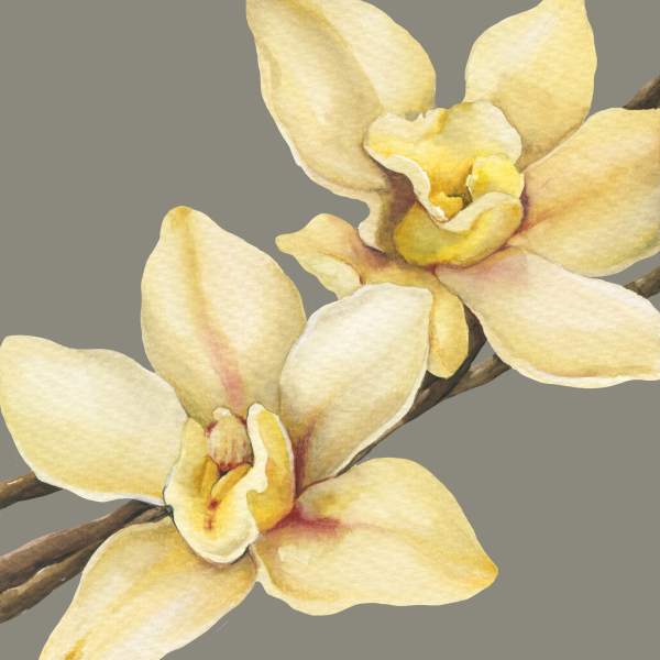 Greeting Card Vanilla Orchids 5,5"X 5,5"
