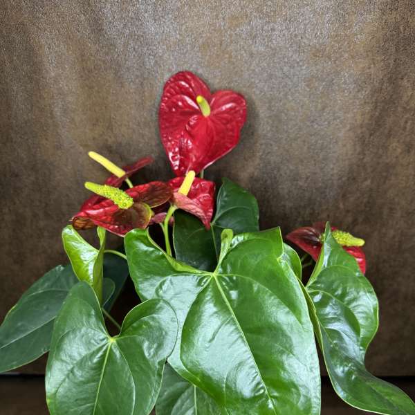 Anthurium Plant aka "Flamingo Lily"