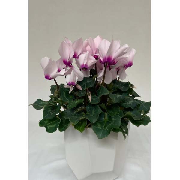 Cyclamen plant