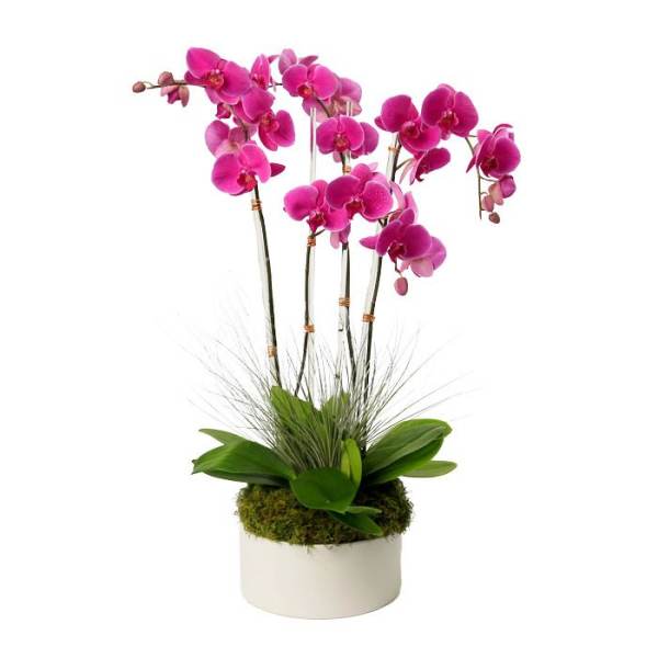 Potted pink phalaenopsis orchids with arching stems in a white ceramic container with moss at the base.