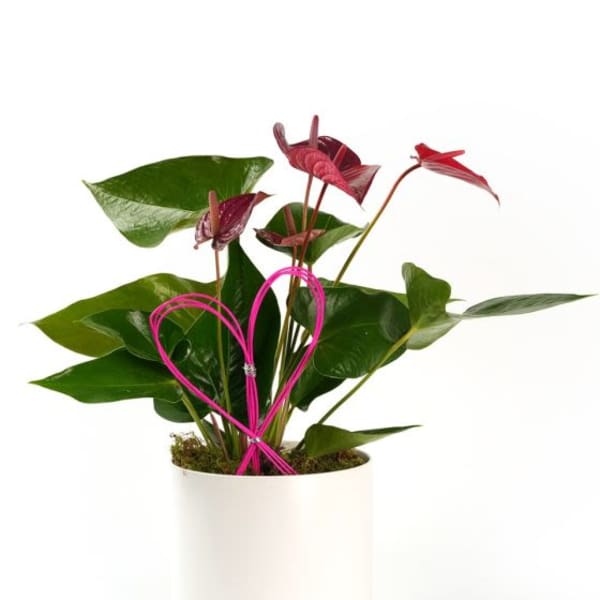 Potted anthurium plant with dark pink blooms in a white container and a pink heart-shaped wire accent.