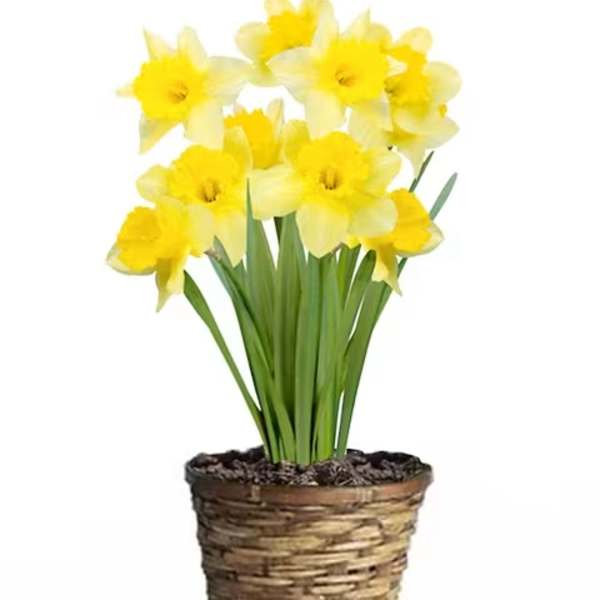 Daffodil Plant