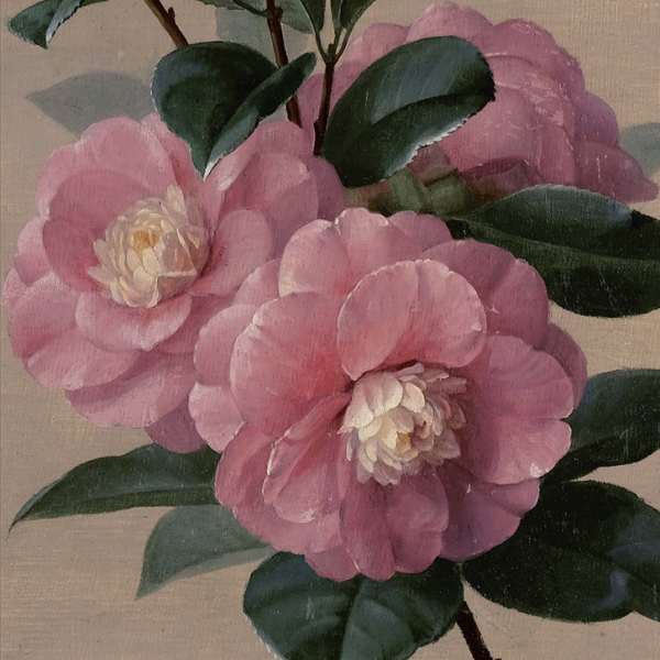 Greeting Card PINK CAMELLIAS 5,5"X 5,5"