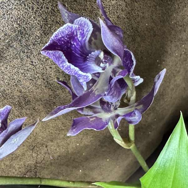 Purple Orchid Plant