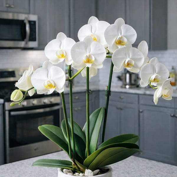 Classic White Orchid Plant