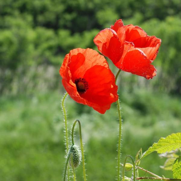 Whimsical and Outrageous Floral Art