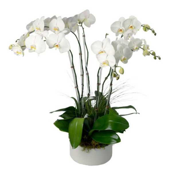 Potted white phalaenopsis orchid with multiple arching stems in a white ceramic pot