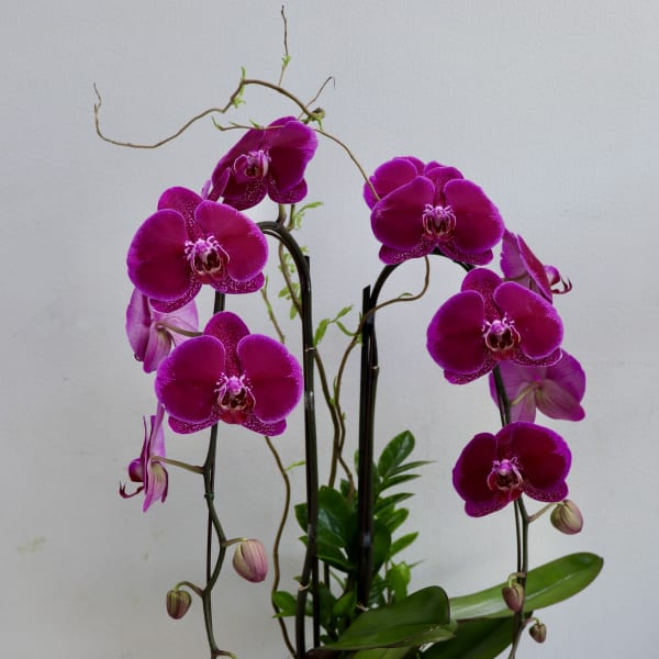 Tall magenta phalaenopsis orchid plant with buds and succulents in a white ceramic pot