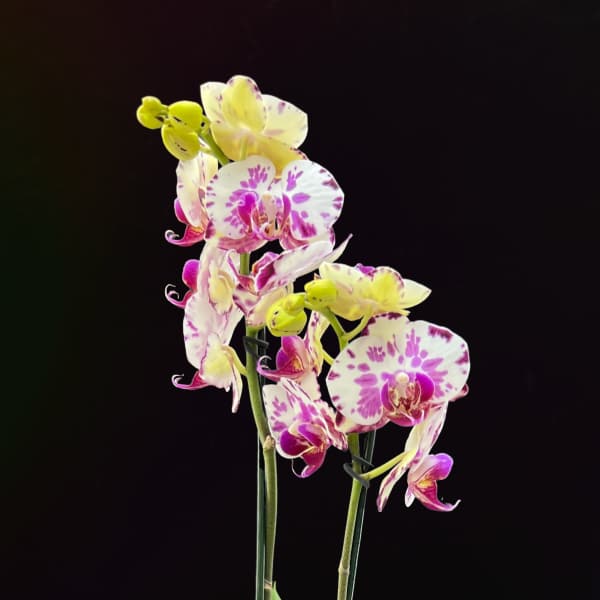 SOLD OUT | Back To School | No.2 Mini Orchid