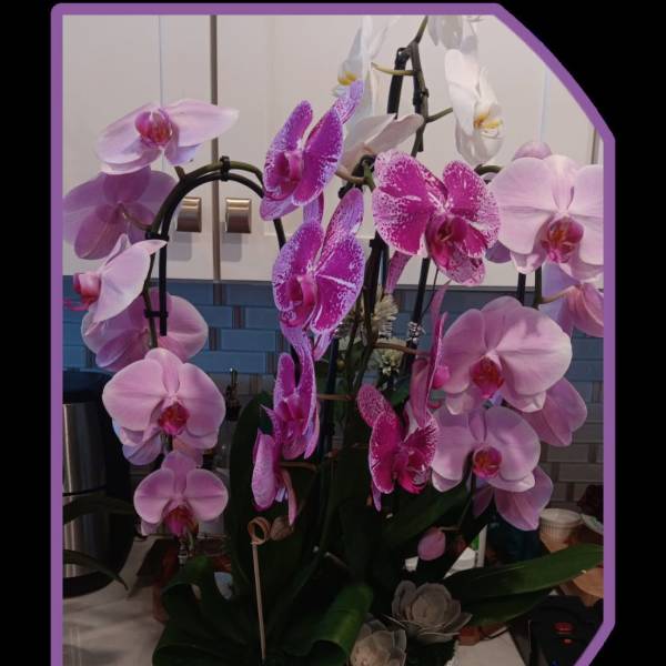 classic pink orchids