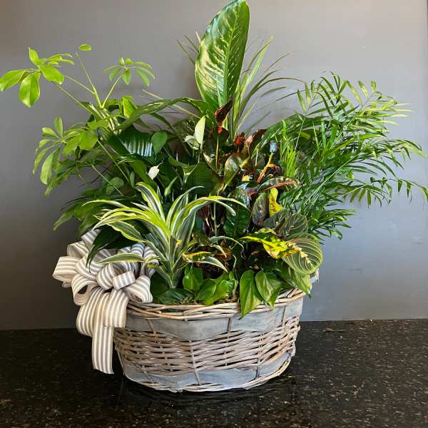 Large plant basket