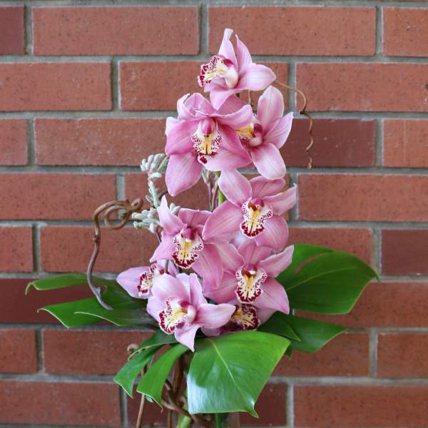 Modern Cymbidium Orchids