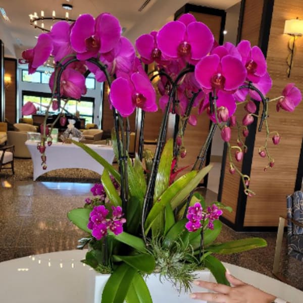 ORCHIDS