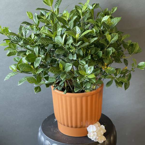 Gardenia Plant