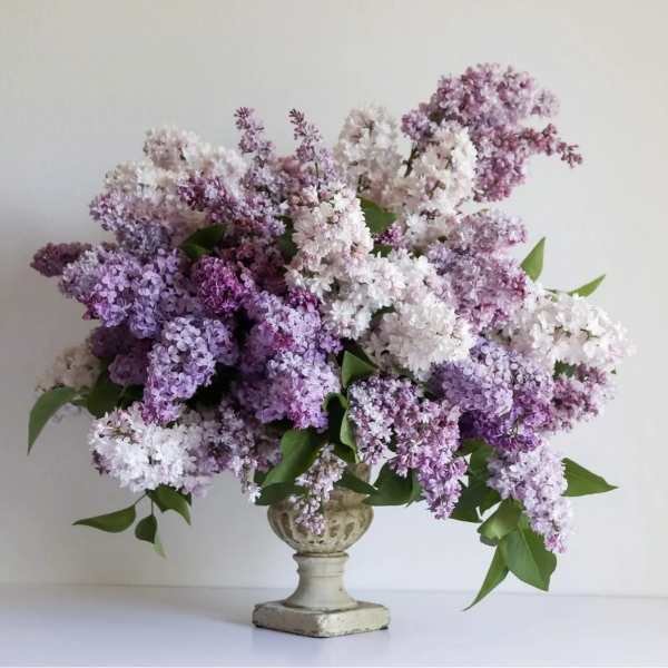 Beautiful Lilacs in Spring !