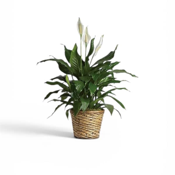 Petal Perfection‘s Splendid Spathiphyllum