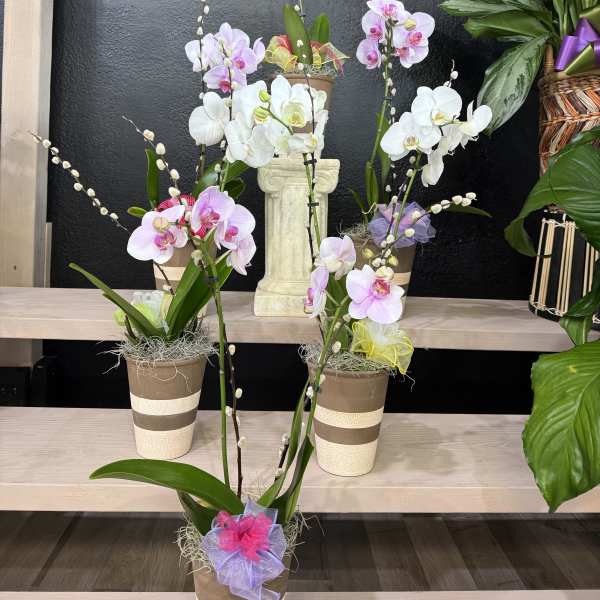 Signature Orchid Collection