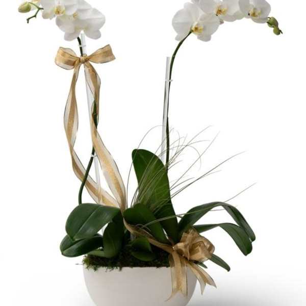 Potted white orchid plant with two tall flowering stems in a white bowl and gold ribbons.
