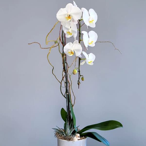 White Phalaenopsis