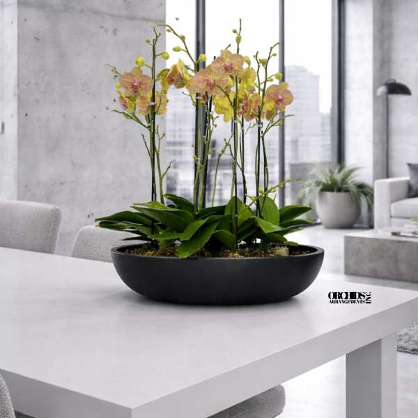 Peach Phalaenopsis Orchid – Grand Foyer Styling