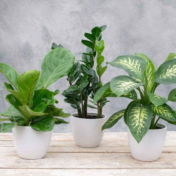 6" Tropical Potted Plant Trio