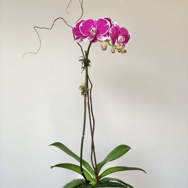 Single orchid arrangement