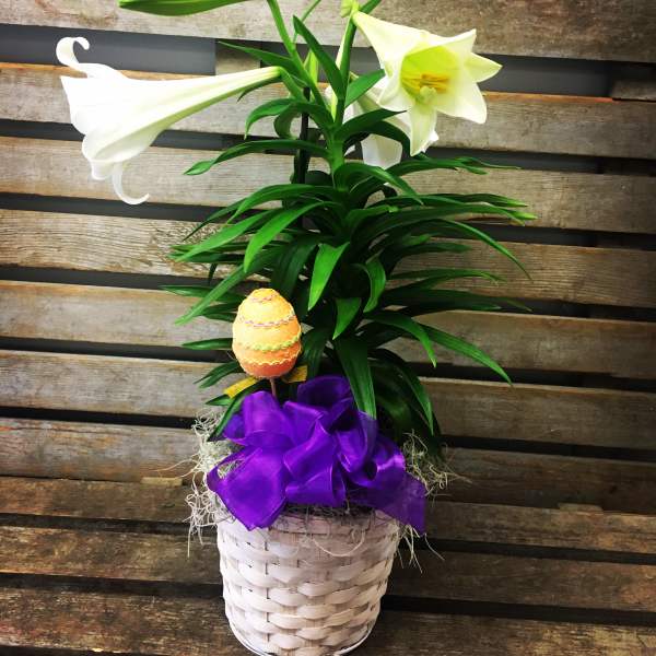 Easter Lily plant ( Available March 30th - on)