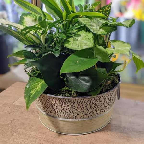 Planter in Tin (Container Color may vary)