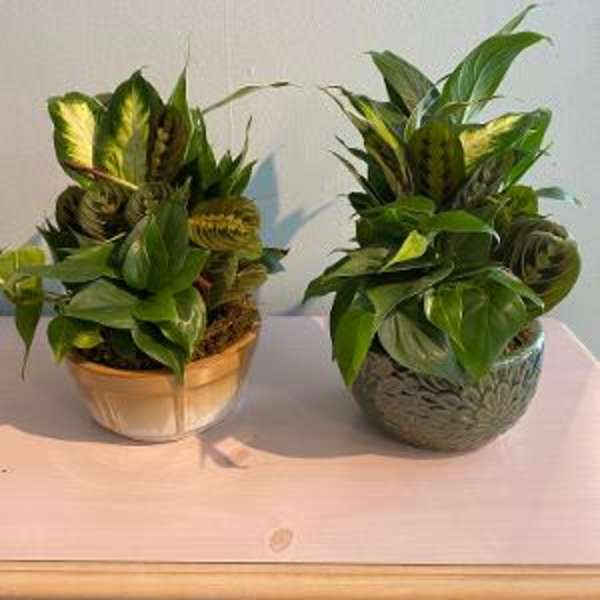 Two small mixed houseplant gardens in round ceramic bowls on a light wood surface