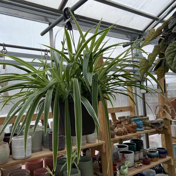 Spider Plant Hanging Basket