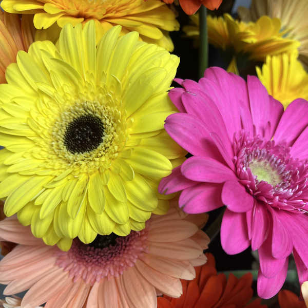 Bright gerbera daisy bouquet