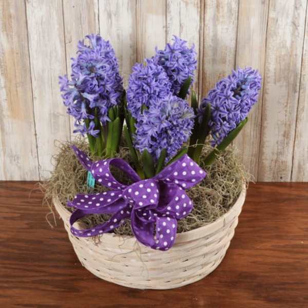 Potted purple hyacinths in a white woven basket with moss and a purple polka dot ribbon