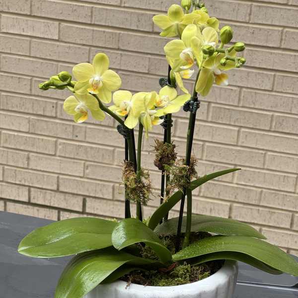 Sunny Day: Petite Yellow Orchid, 4 Spike Garden