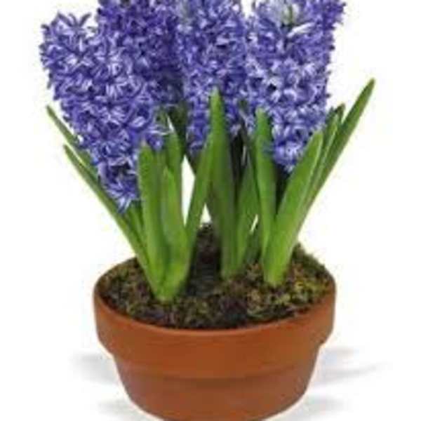 Hyacinth Plant