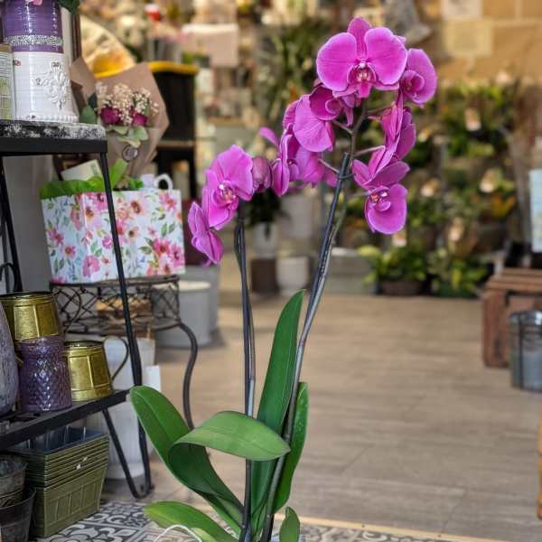 Marbled Orchid (color varies)