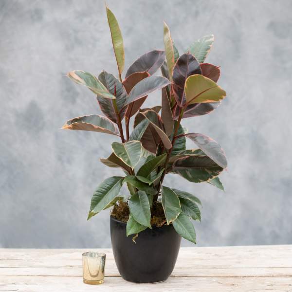 Ficus Ruby in a pot