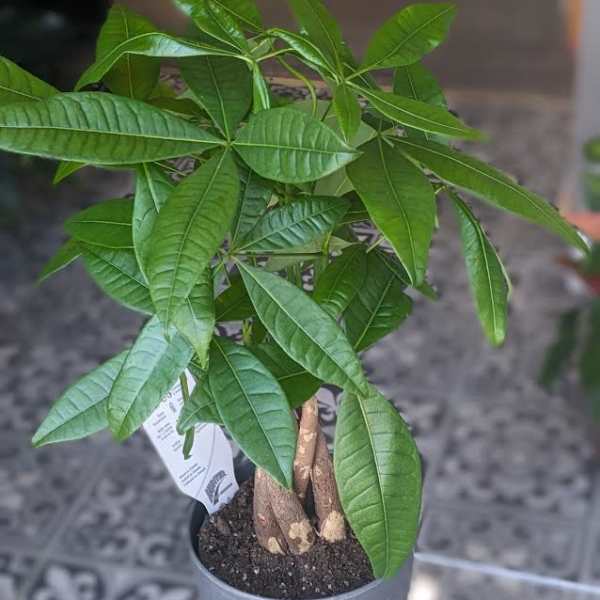 Money Tree 6"