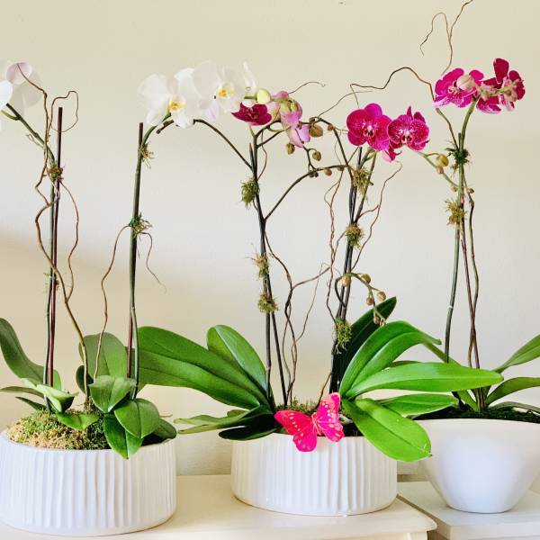 Package deal. 3 orchid floral arrangements