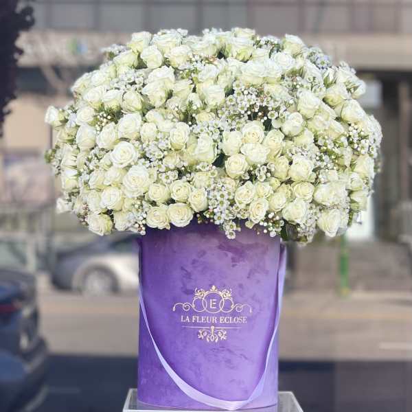 Lavender White Beauty