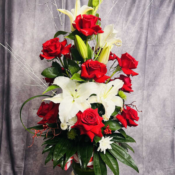 Lilly in candy cane bloom