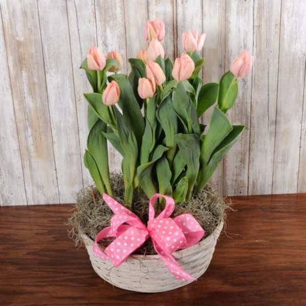Potted pink tulips in a white basket with a pink polka dot bow on a wooden table.