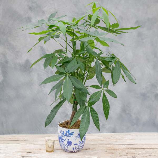 Pachira MoneyTree Braid in a pot