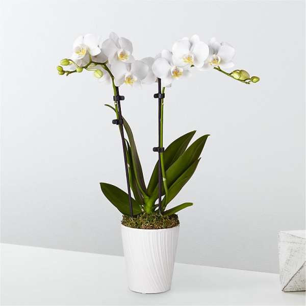 WHITE ORCHID