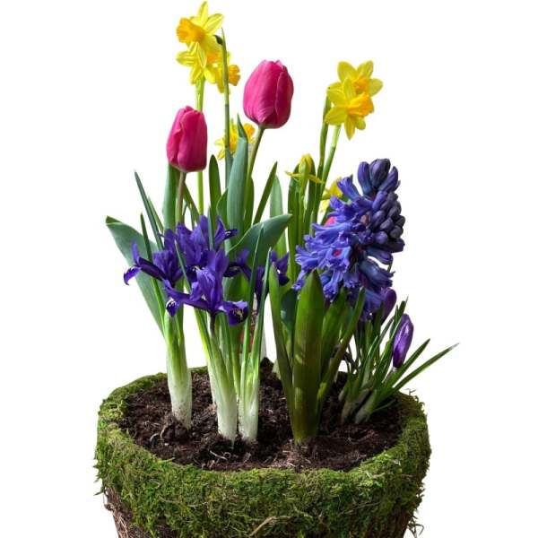 Easter Blooming Bulb Garden