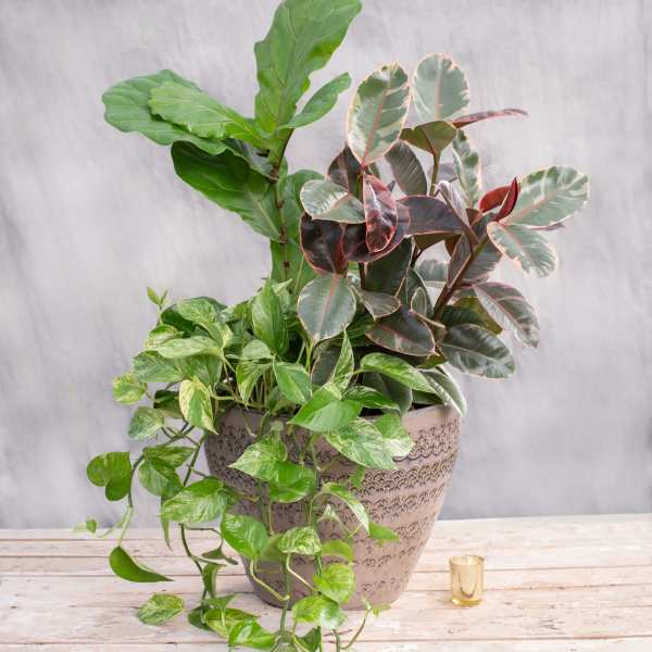 House Plant Ceramic Pot