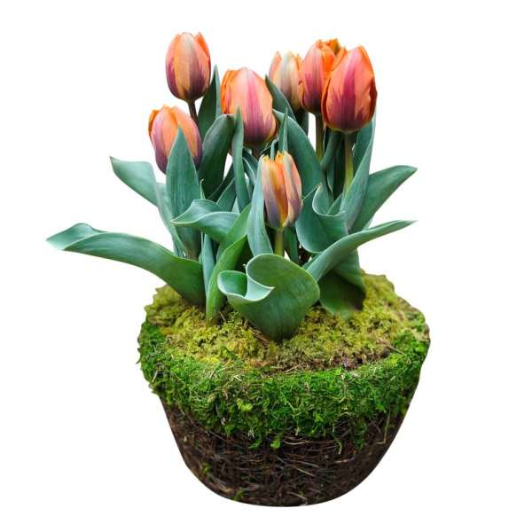 Potted Tulips