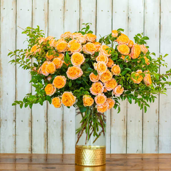 Orange Sunset Rose Dream