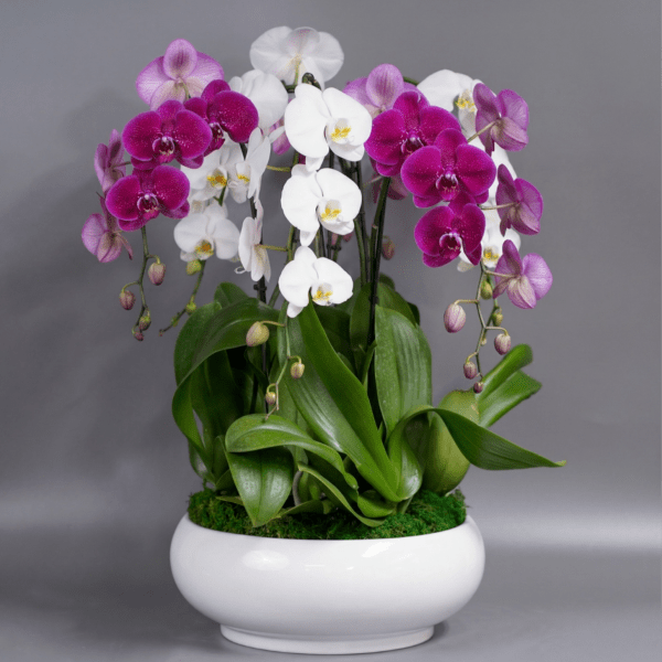 Biscayne Elegance - Large orchid arrangement (Free delivery in Miami)