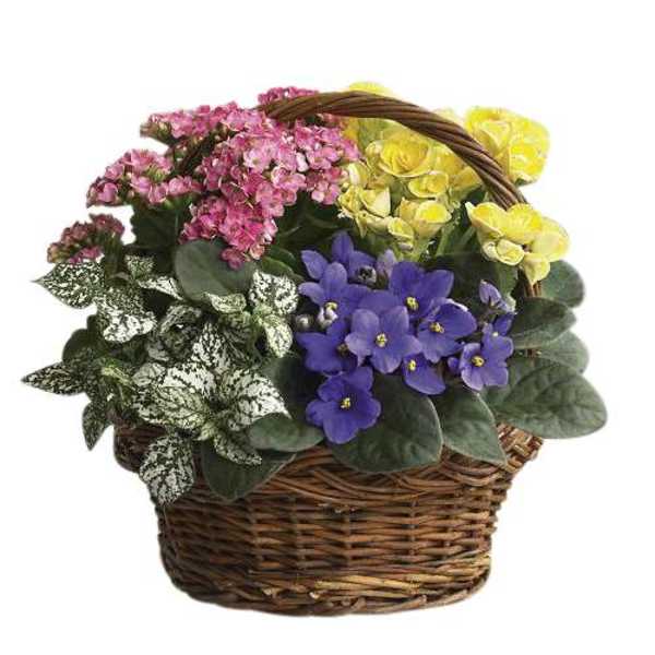 ASSORTED BLOOMING PLANTS IN A BASKET